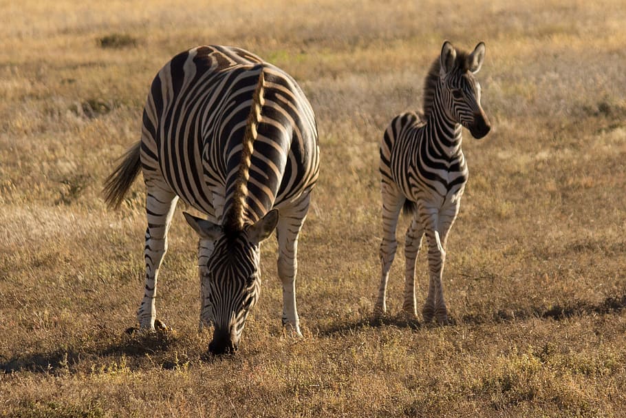 two, zebra, brown, grass field, animal world, young zebra, zebra stripes, wild animal, africa, zebra crossing