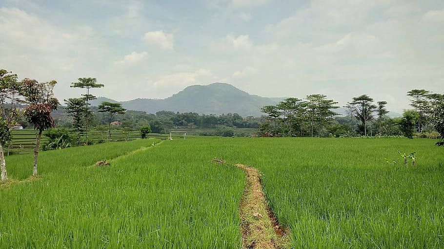 Verde, montaña, paisaje, naturaleza, bosque, campo, agricultura, escena rural, arroz paddy, granja