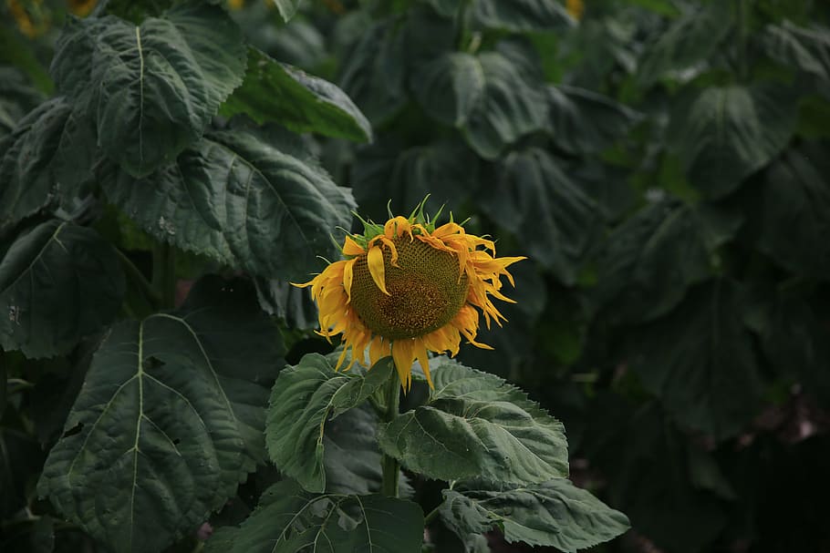 close-up photo, sunflower, yellow, petal, field, farm, garden, nature, plant, green