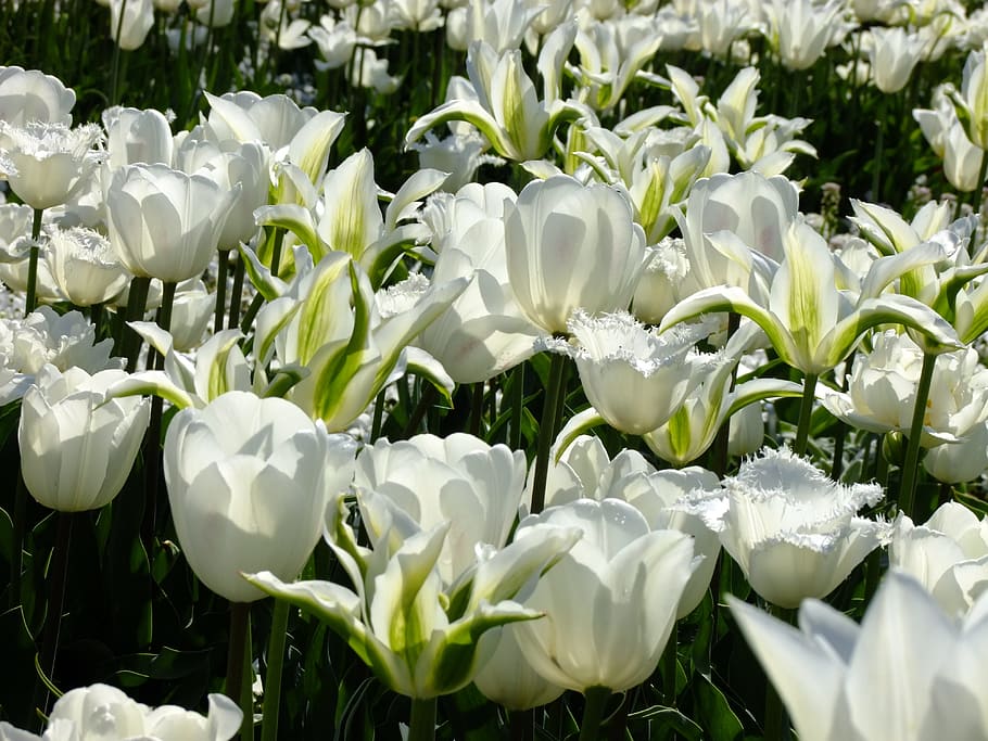 Tulip, Tulipa, Breeding, breeding tulip, tulpenzwiebel, schnittblume, flower, spring, blossom, bloom