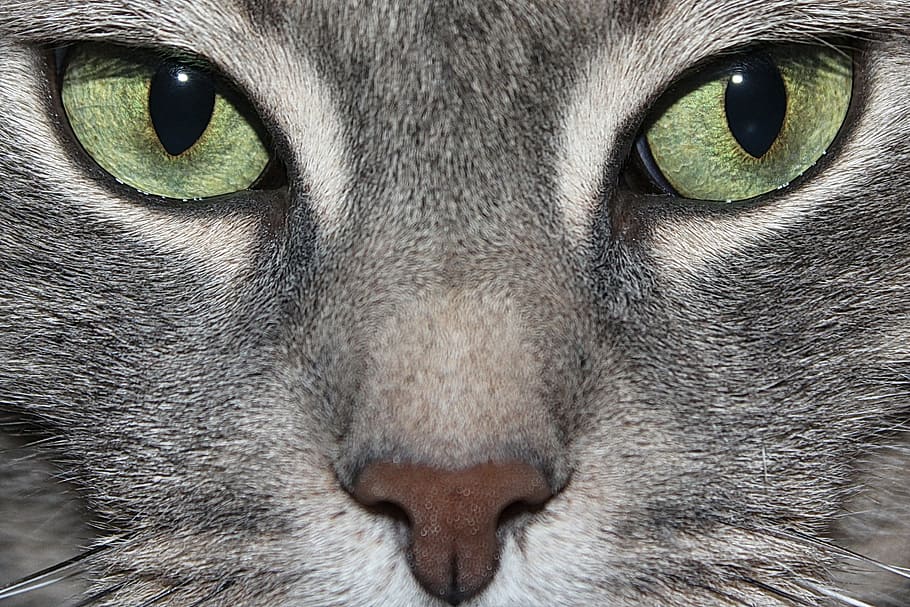 primer plano, foto, atigrado, cara de gato, gato, ojos verdes, ojo de gato, animal, macro, vista