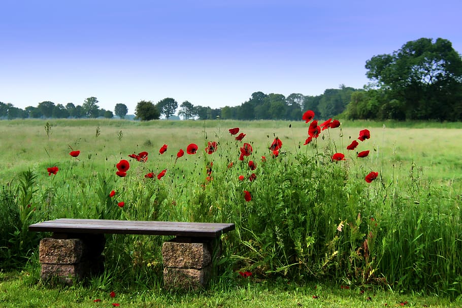 poppy, bank, sit, rest, seat, bench, relax, nature, recovery, wood