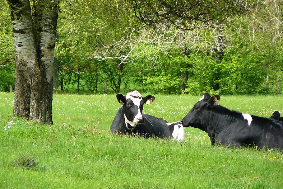 2, 白黒, 牛, 草原, 動物, 牧草地, 風景, 放牧, 幸せな牛, 乳牛