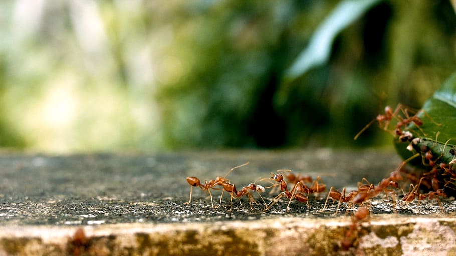 selective, photography, fire ants, surface, ants, ant groups, team, teamwork, animal themes, animal