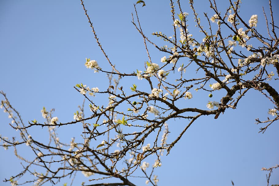 plum flower, background, blue sky, landscape, tree, branch, sky, plant, low angle view, clear sky