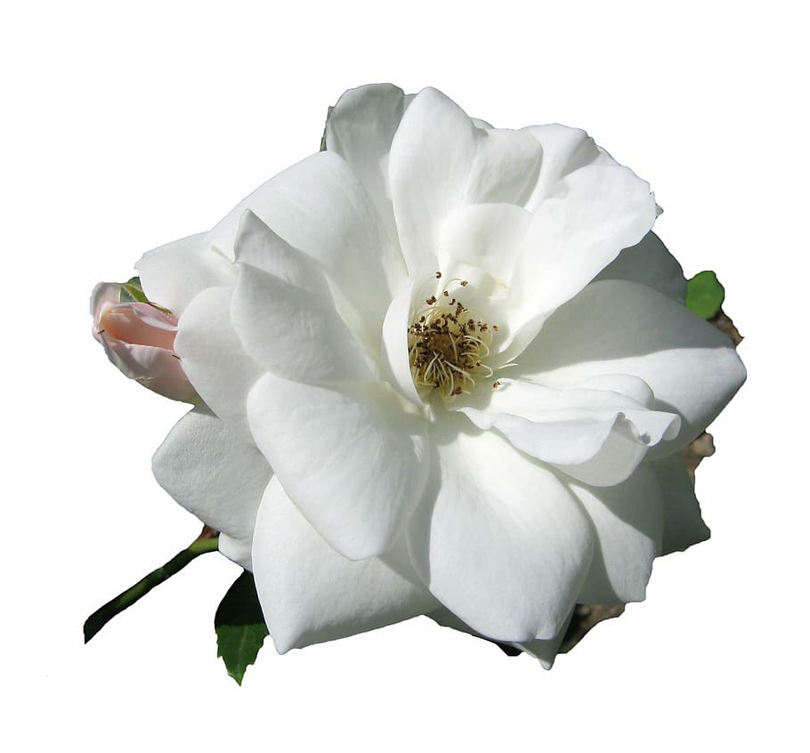 rose, white, blossom, bloom, open, isolated, nature, petal, flower, plant