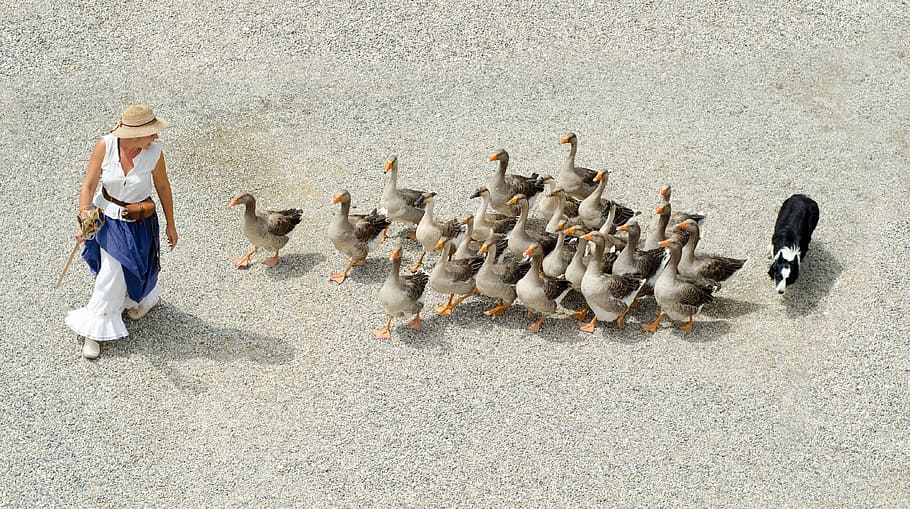 flock, ducks, following, woman, goose, geese, girl, dog, shepherd, herding