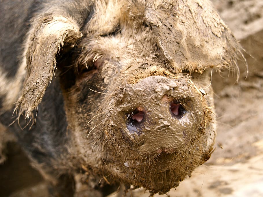 pig, mud, quagmire, dig, pig nose, dirt, nature, snout, farm, proboscis