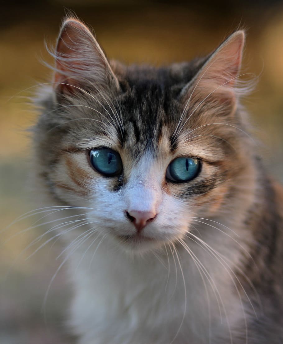 brown tabby cat, cat, blue eyes, pet, mammal, domestic, domestic animals, domestic cat, pets, one animal