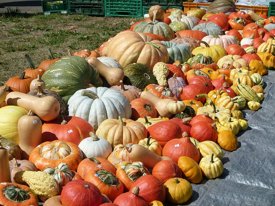 lote de calabazas de colores variados, calabazas, verduras, Halloween, acción de gracias, cosecha, fresco, naranja, amarillo, maduro