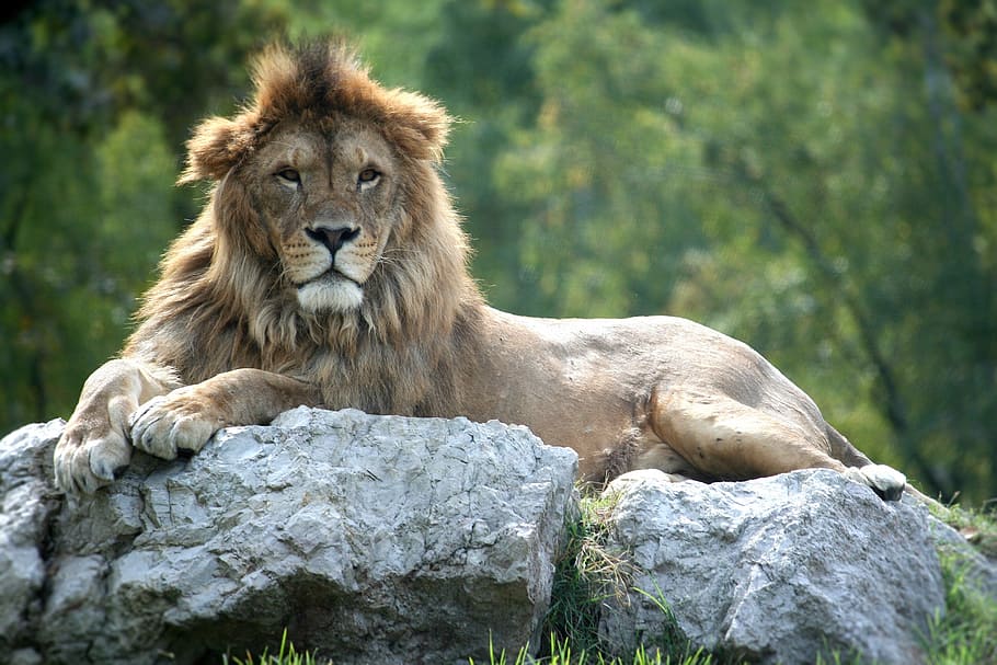 leo, kucing, dunia binatang, safari, alam, ketenangan, liar, taman alam, kebanggaan, hewan
