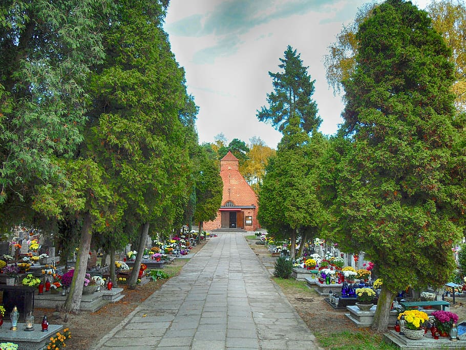 gdansk, polônia, cemitério, sepulturas, flores, árvores, sombrio, fora, planta, árvore