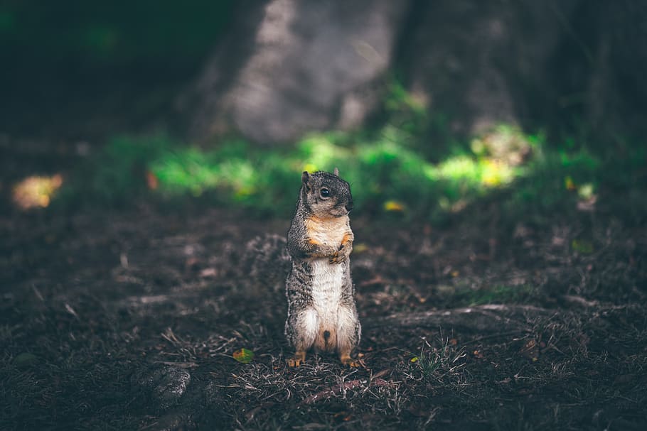 animals, squirrel, furry, fluffy, cute, adorable, stand, forest, soil, grass