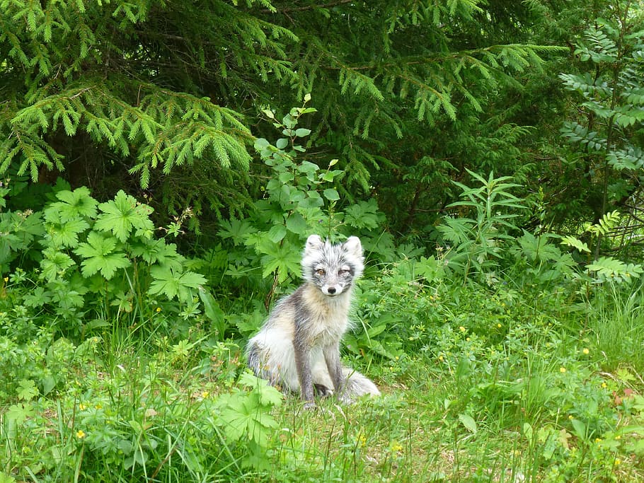 gray, fox, forest, Foxes, Silver Fox, Predators, kjøttspiser, spruce, grass, three
