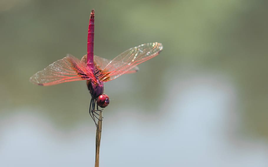 Dragonfly, Animal, Insect, red dragonfly, nature, focus on foreground, red, day, plant, animal themes