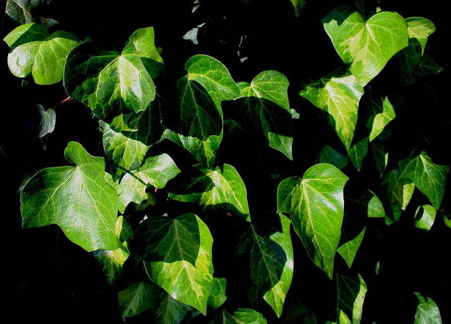 leaves, ivy, green, veined, blanched, sunlight, climber, leaf, plant part, green color