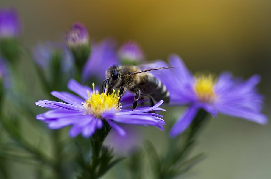 bee, purple, daisy flower, honey bee, honeybee, aster, violet, autumn, herbstaster, close