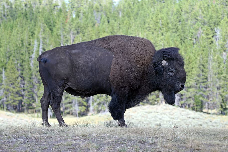 Bison, Yellowstone, Amerika, Alam, liburan, hewan, liar, tidak bergerak, kuat, berbahaya