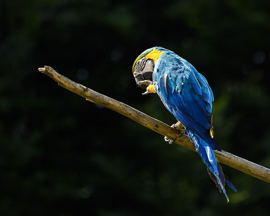 blue, macaw perching, branch, parrot, ara, bird, animal, vertebrate, animal themes, animal wildlife