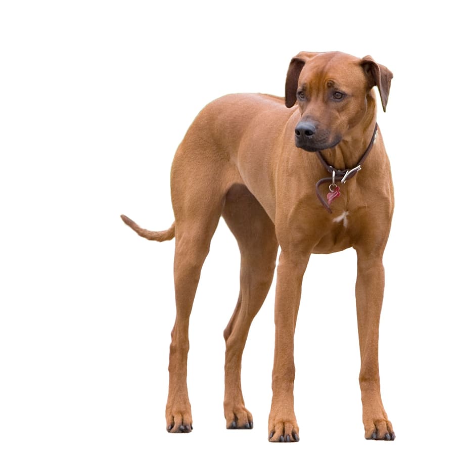 closeup, brown, short-coated dog, white, background, dog, ridgeback, rhodesian ridgeback, animal, big