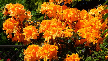Fotos rododendro naranja libres de regalías | Pxfuel