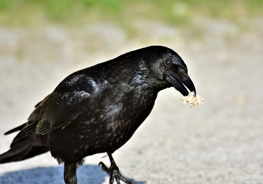 crow eating popcorn, raven, crow, raven bird, bird, feather, black, bill, carrion crow, common raven