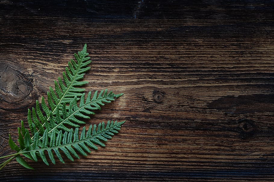 green, leaf plant, brown, wooden, table, top, fern, small fern, plant, wood
