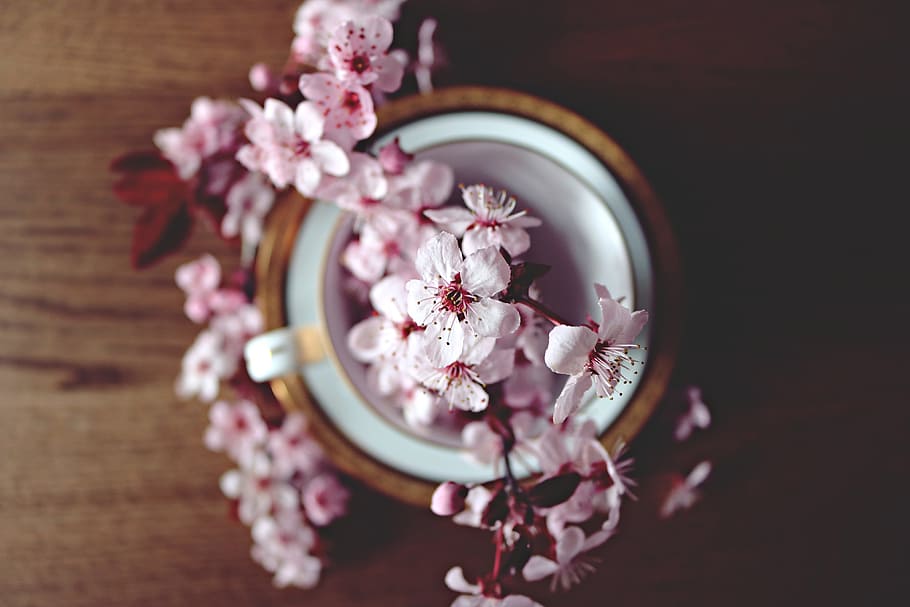 ceri, mekar, bunga, meja, bunga Sakura, berbagai, Warna pink, keanggunan, alam, pernikahan