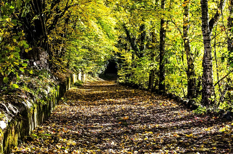 Outono, Floresta, Folhas, Fora, dia de outono, natureza, árvore, o caminho a seguir, paisagens, estrada de pista única