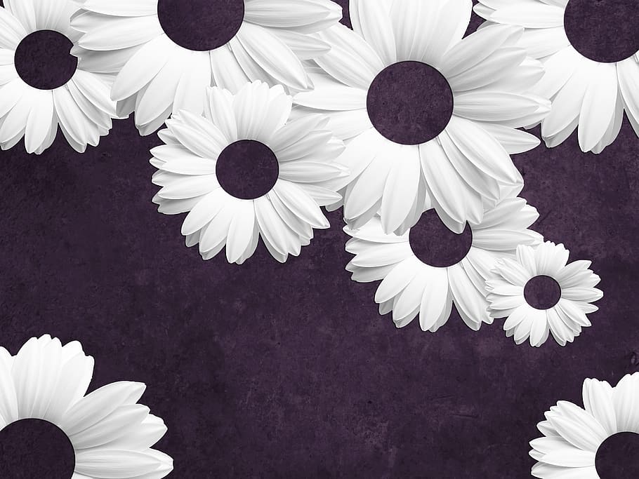 flower, floral, flora, nature, desktop, beautiful, wallpaper, purple, white, daisy