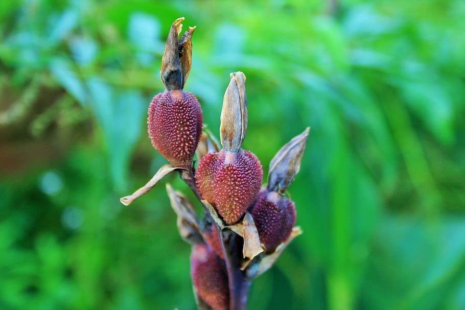 Canna, Seeds, Red, Brown, Bulbous, Plant, red-brown, bulbous, plant, natural, botanical