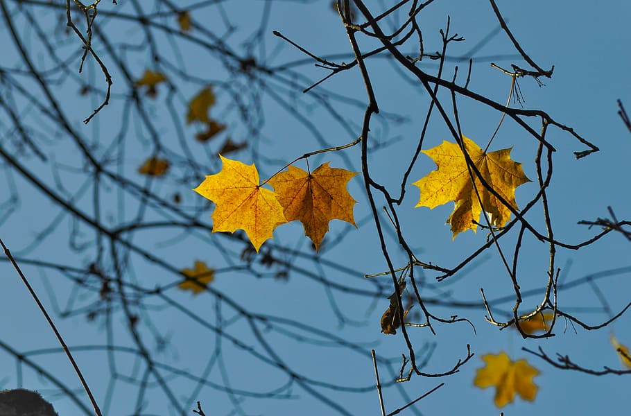 selectivo, foto de enfoque, arce, hojas, marrón, naturaleza, árboles, ramas, cielo, luz