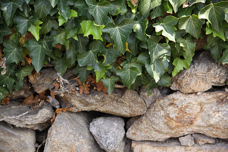 ivy, dry stone wall, stone wall, climber plant, structure, background, hedera helix, fouling, wall, efeuranke