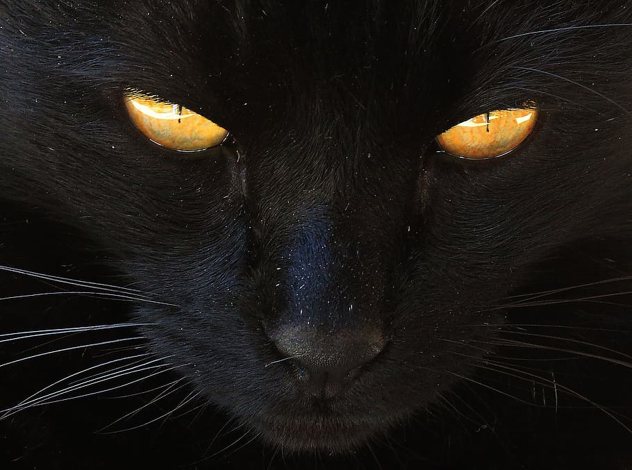 orange, eyes, black, cat, black cat, yellow eyes, one animal, mammal, animal body part, close-up