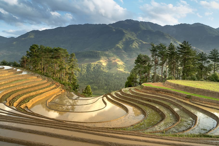 season, pour water, transplanted rice, minority, field, rice, terraces, sơnla, blind stretch comb, natural