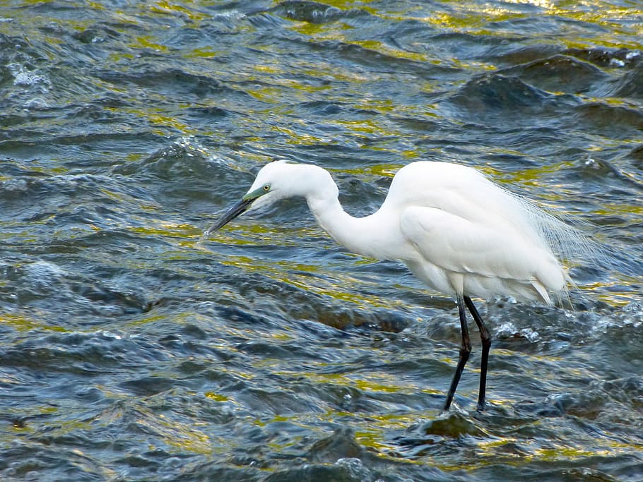 white, bird, water, snowy egret, egret, wildlife, water bird, river, nature, animal