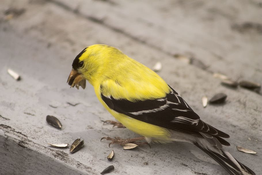 goldfinch, bird, yellow, canada, quebec, animal wildlife, vertebrate, one animal, animals in the wild, close-up