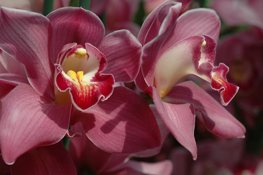 flores rosa e branco, orquídea, flor, vermelho, orquídeas, cingapura, planta, beleza na natureza, pétala, vulnerabilidade