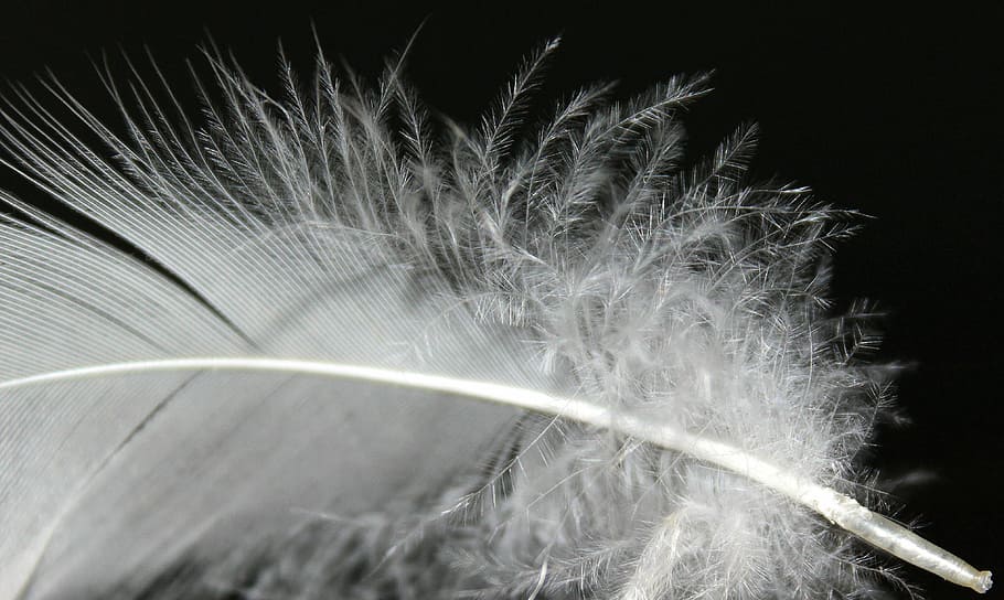 Spring, Feather, Fluff, White, Fluffy, feather fluff, soft, bird feather, fluffity, filigree