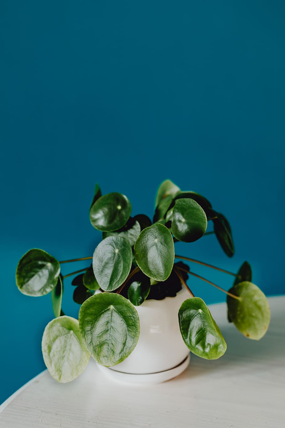 plant, green, pot, blue wall, small, Pilea, white, food and drink, food, healthy eating