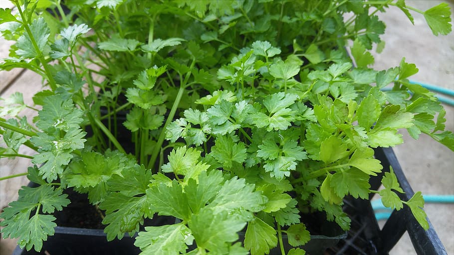 green pasrley, Cilantro, Leafy, Organic, Herb, green, fresh, healthy, vegetable, farm