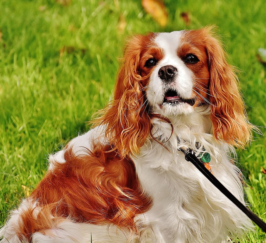 adult, brown, white, cavalier, king charles spaniel, green, grass lawn, dog, cavalier king charles spaniel, funny