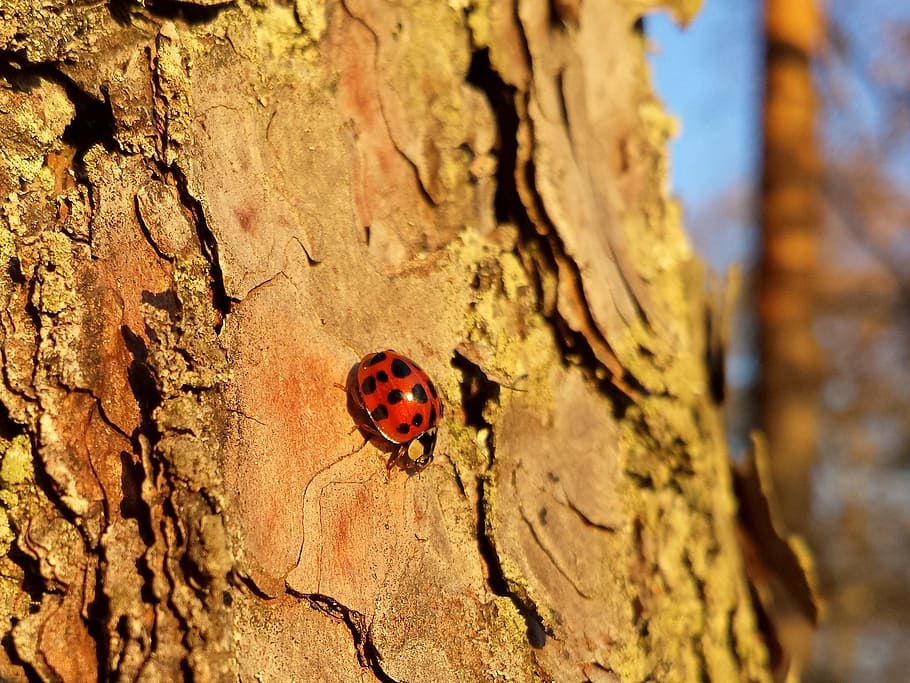 ladybug, lady beetle, ladybird, beetle, forest, tree, branch, bark, evening sun, animal themes