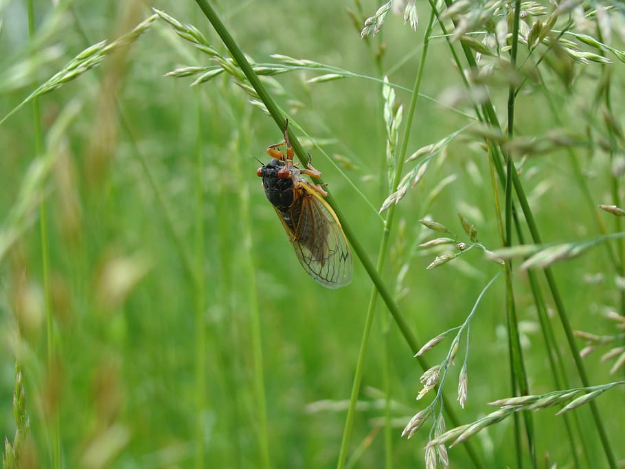 magicicada, 定期的な蝉, 蝉, 17年, 草, 昆虫, 北アメリカ, 自然, 動物, 動物の翼