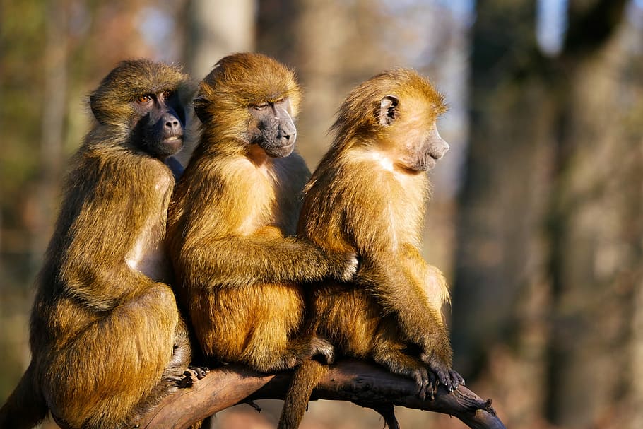 tres, monos, rama, animal, mono, babuino, esfinge, babuino esfinge, novias, sentarse