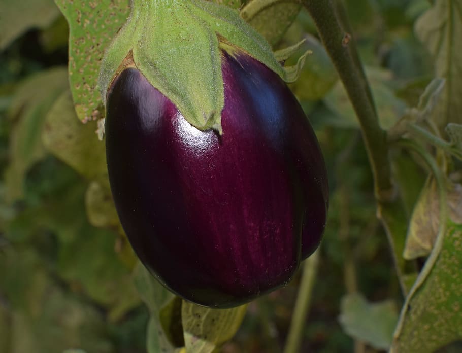 purple, eggplant, closeup, photography, ripe eggplant, vegetable, garden, plant, healthy, harvest