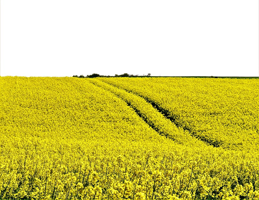 oilseed rape, field of rapeseeds, rape blossom, spring, landscape, hilly, flowers, yellow, bright, beautiful