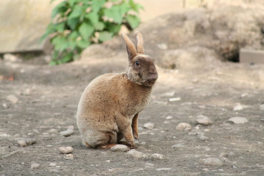 ウサギ 国内 ペット レックス 哺乳類 茶色 動物 動物のテーマ 1匹の動物 野生の動物 Pxfuel