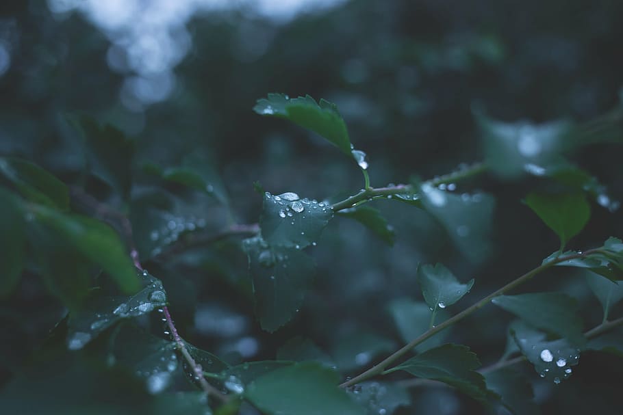 shallow, focus, waterdrops, green, leaves, blur, close-up, dew, droplets, drops