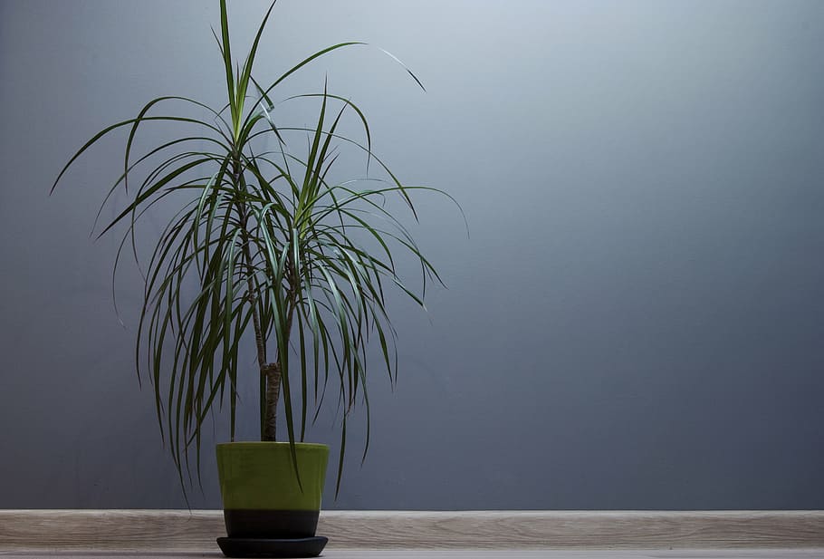 minimalista, fotografía, verde, hojeado, en maceta, planta, gris, pared, hoja, decoración